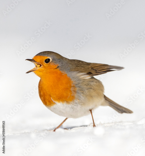 European Robin, Erithacus rubecula