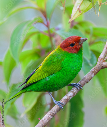 Bay-headed tanager, Tangara gyrola toddi photo