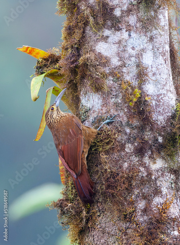 Strong-billed woodcreeper, Xiphocolaptes promeropirhynchus photo