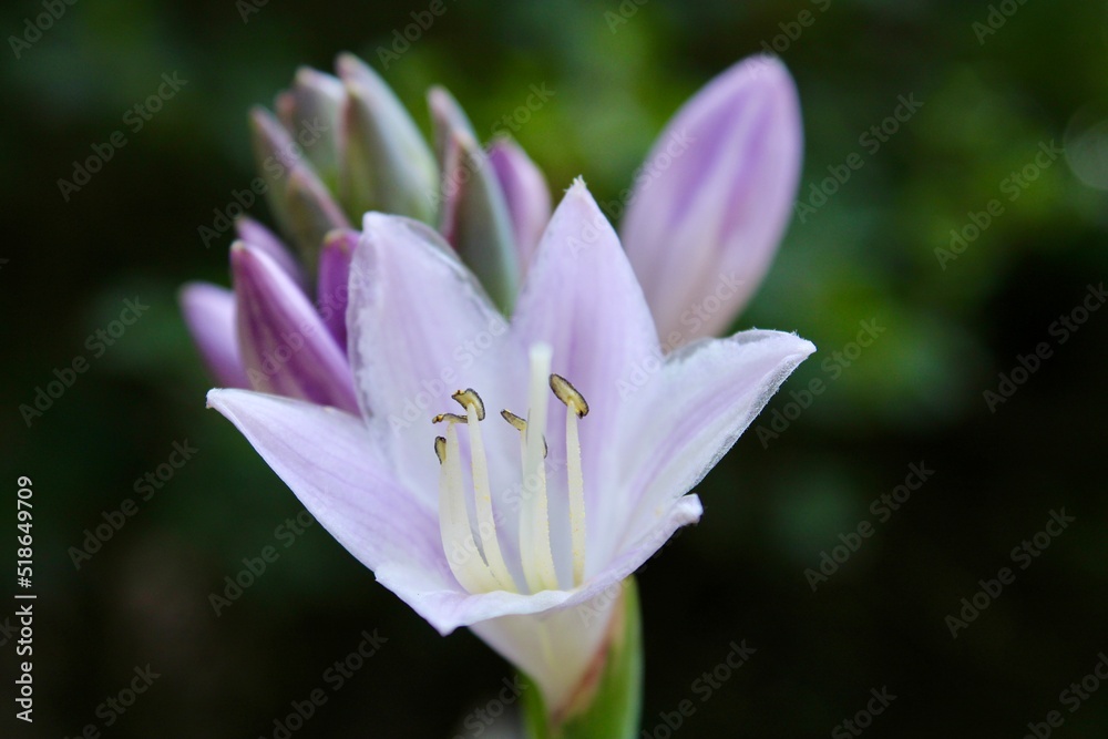 Hosta Flower 