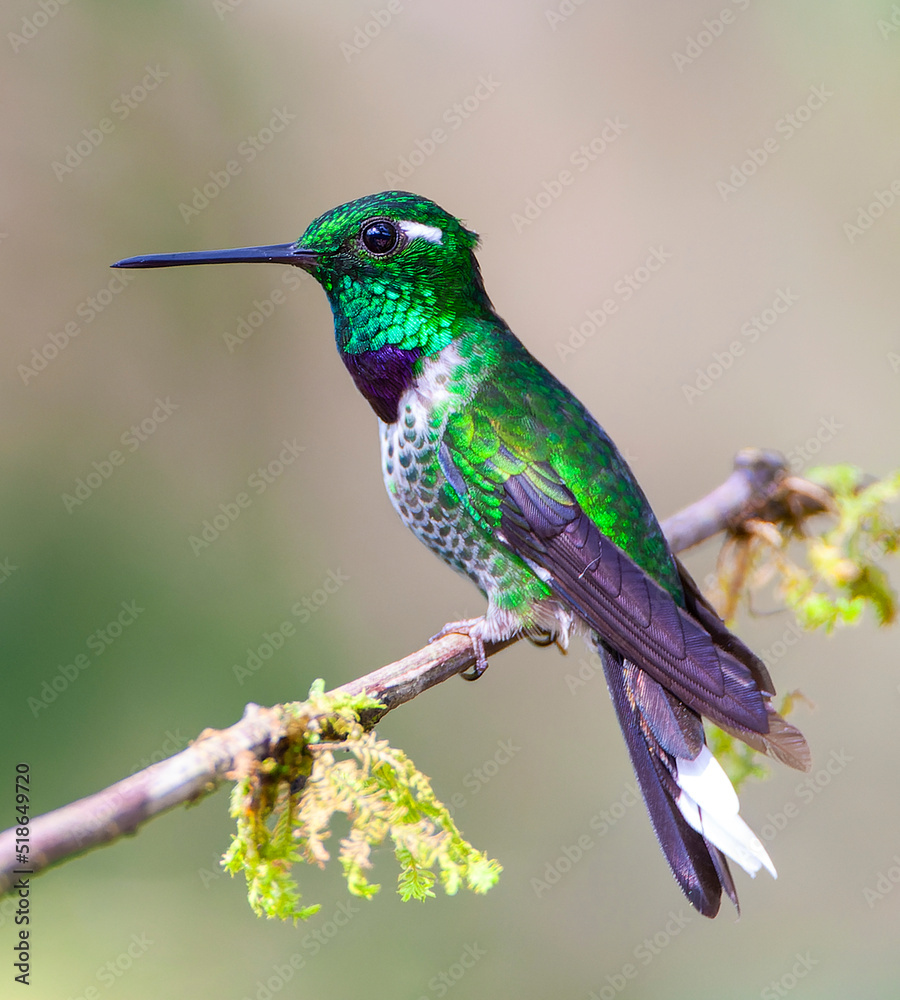 Fototapeta premium Purple-bibbed Whitetip, Urosticte benjamini