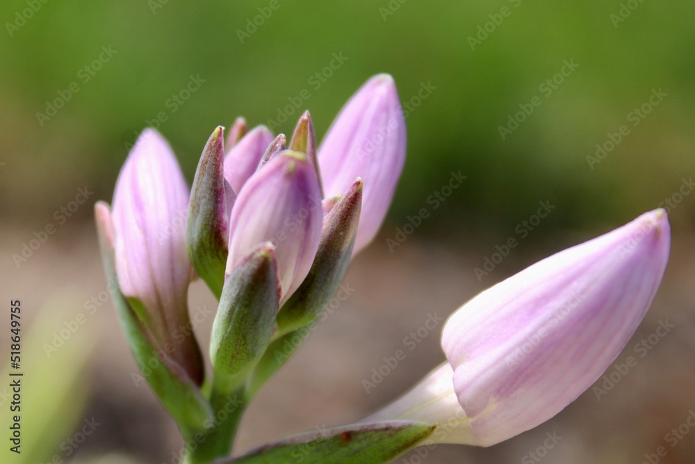 Naklejka premium Hosta blooms 