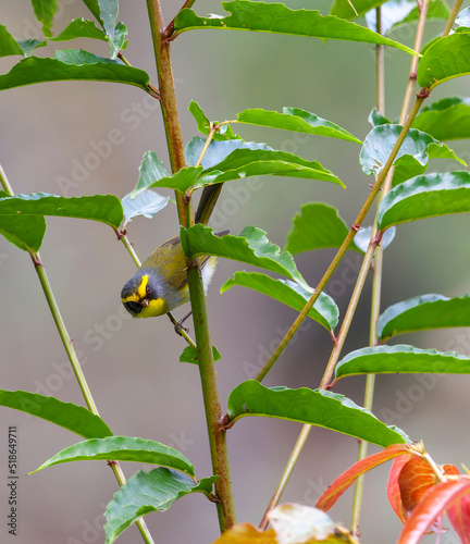 Black-faced Warbler, Abroscopus schisticeps photo