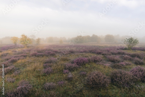 purple heathland in the morning light and fog near the town of Stade