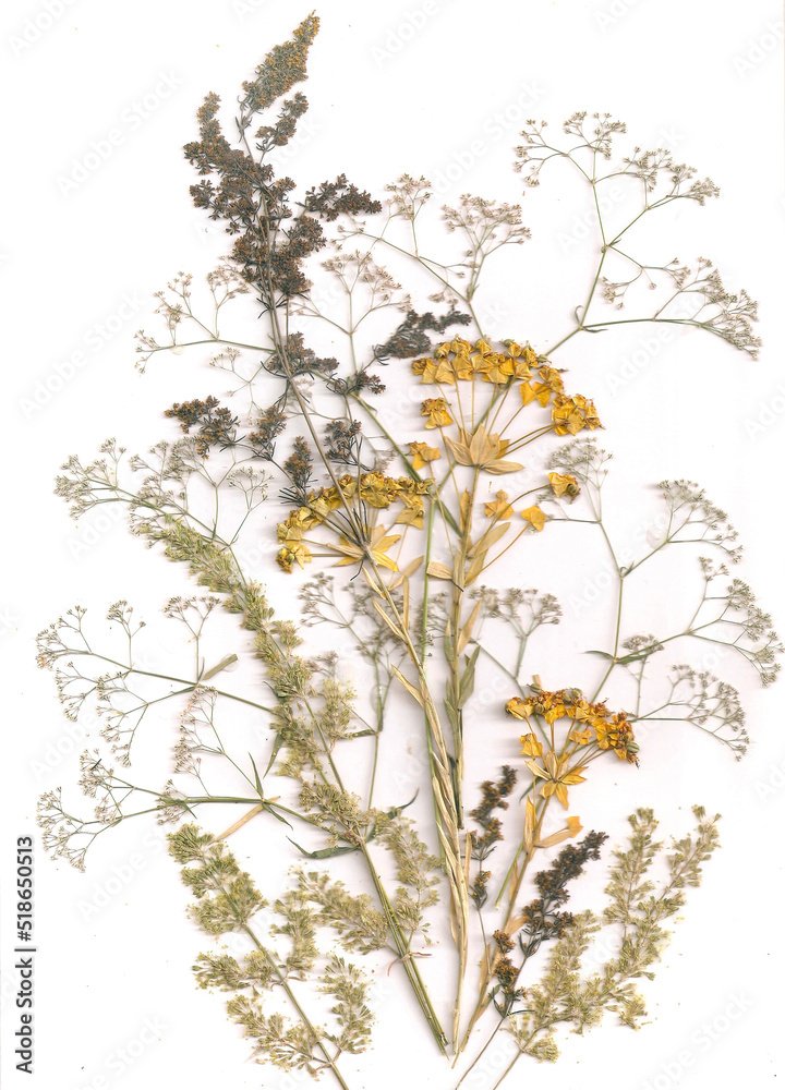Bouquet of dry plants Bouquet of dry plants