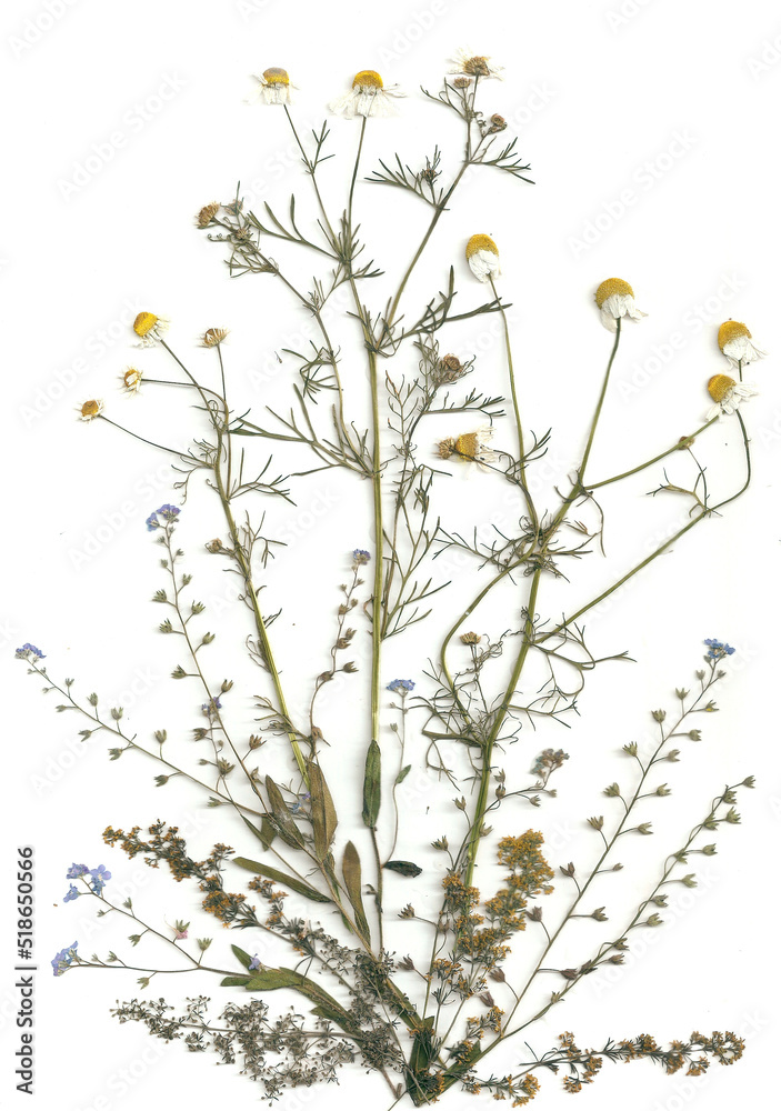 Bouquet of dry plants