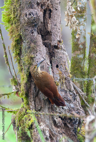 Strong-billed woodcreeper, Xiphocolaptes promeropirhynchus photo