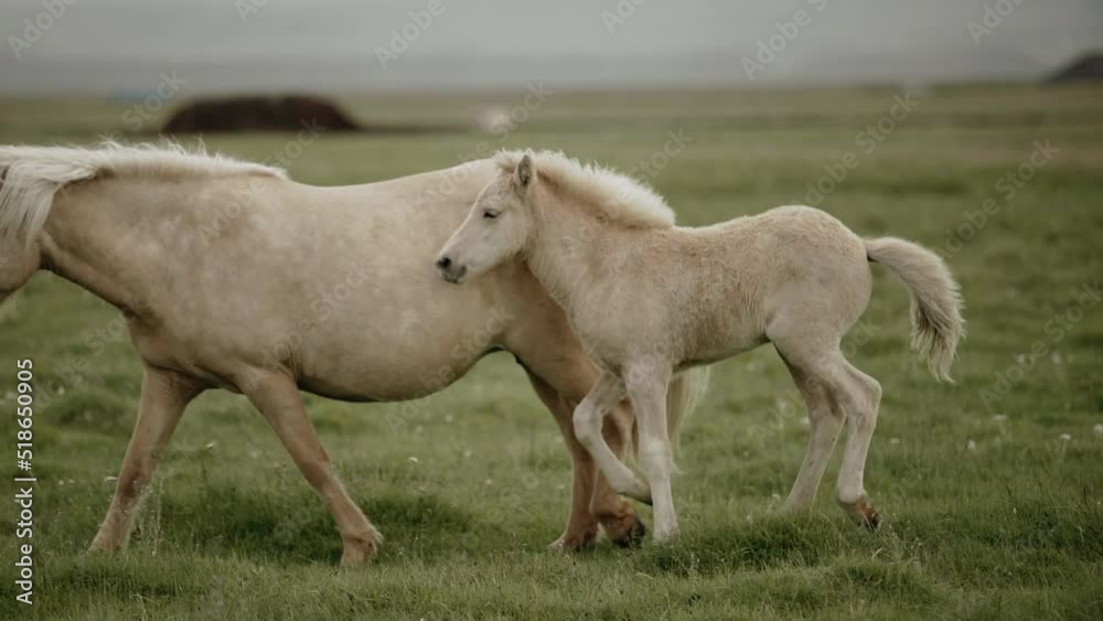 Close-up of a horse and a foal running through the meadow Close-up of a horse and a foal running through the meadow