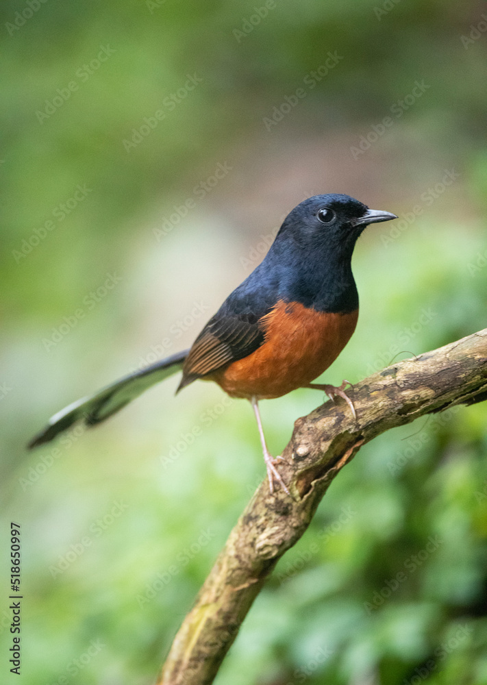 White-rumped Shama, Copsychus malabaricus