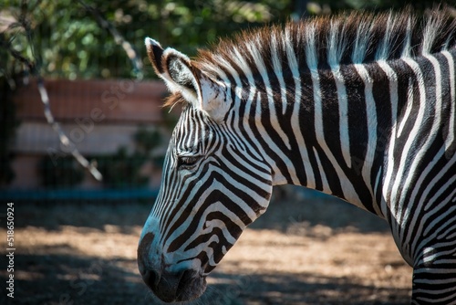 Portrait of a zebra in the zoo looking down