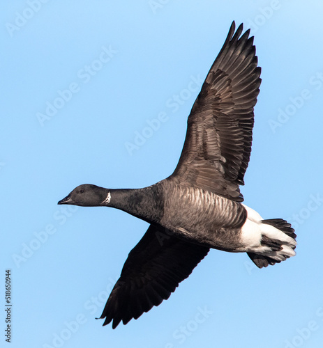 Dark-bellied Brent Goose, Branta bernicla bernicla