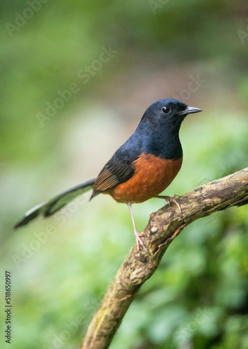 White-rumped Shama, Copsychus malabaricus