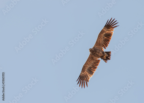 Steppe Eagle, Aquila nipalensis © Marc