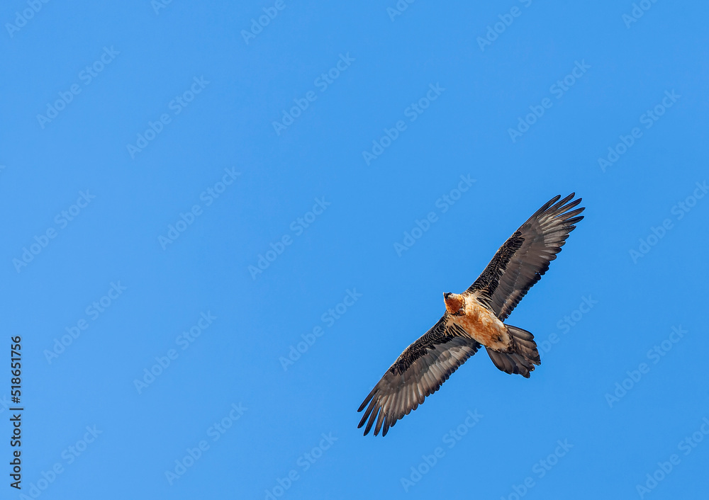 Bearded Vulture, Gypaetus barbatus Bearded Vulture, Gypaetus barbatus