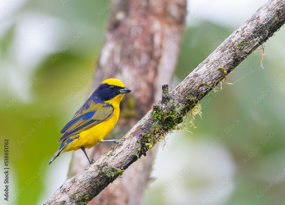 Thick-billed Euphonia, Euphonia laniirostris hypoxantha
