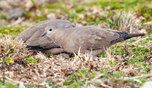 Black-winged ground dove, Metriopelia melanoptera saturatior