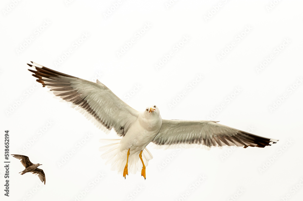 Obraz premium Lesser Black-backed Gull, Larus fuscus