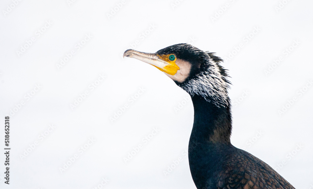 Great Cormorant, Phalacrocorax carbo