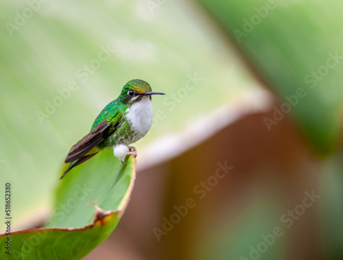 White-booted Racket-tail, Ocreatus underwoodii melanantherus photo