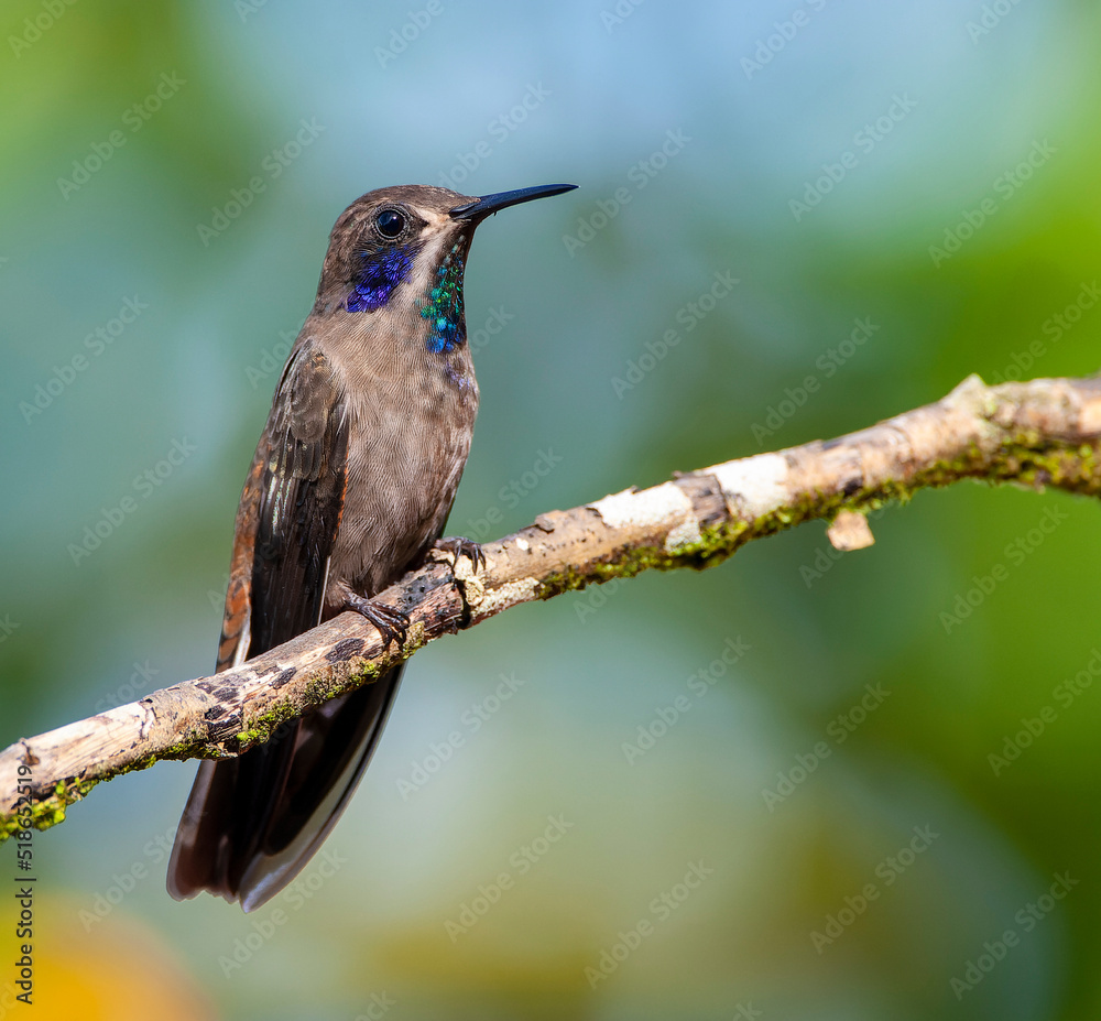 Brown Violetear, Colibri delphinae Brown Violetear, Colibri delphinae