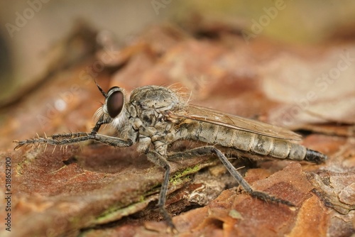 Closeup on a dune robberfly, Philonicus albiceps, in the sand at the Belgian coast photo