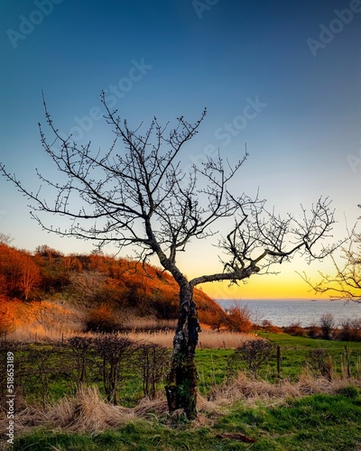 Vertical shot of a lonely tree in Glumslovs Backar, Glumslov, Landskrona, Sweden photo