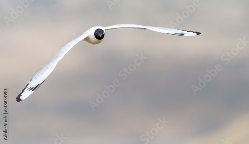 Andean Gull, Chroicocephalus serranus photo