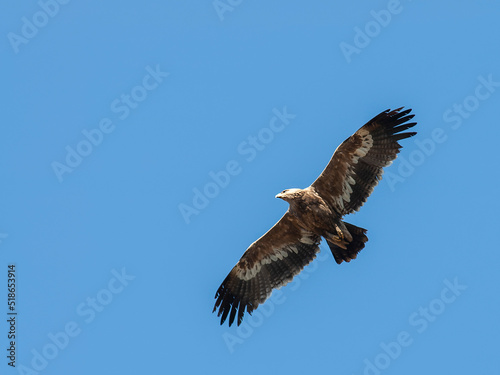 Steppe Eagle  Aquila nipalensis
