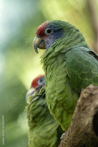 Red-tailed amazon