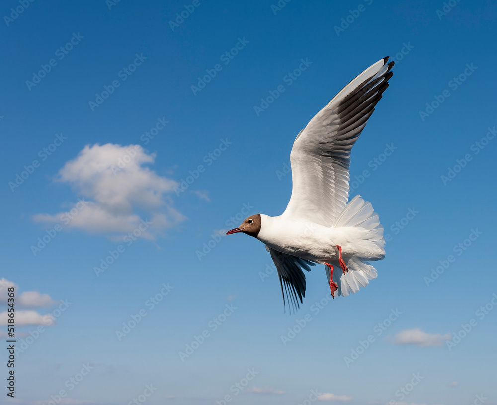 Common Black-headed Gull, Chroicocephalus ridibundus Common Black-headed Gull, Chroicocephalus ridibundus