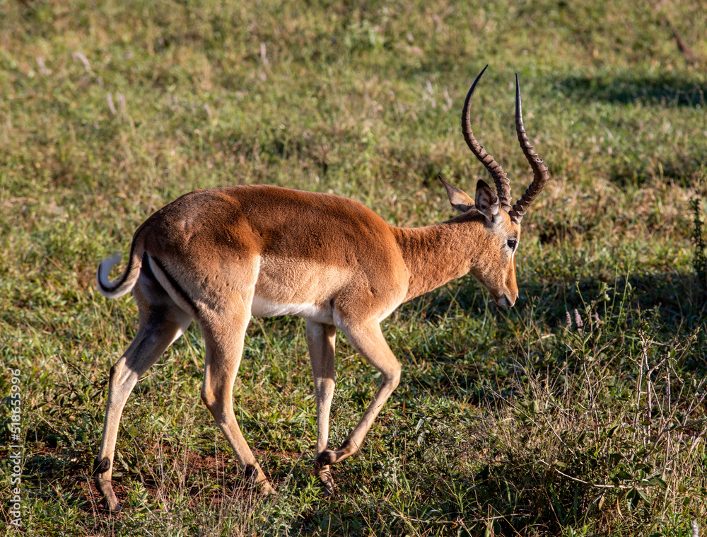 African Impala feeding in the grasslands of the African savannah of South Africa in the Kruguer National Park. It is a very fast and typical African antelope. African Impala feeding in the grasslands of the African savannah of South Africa in the Kruguer National Park. It is a very fast and typical African antelope.