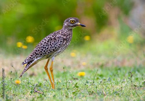 Spotted Thick-knee, Burhinus capensis photo