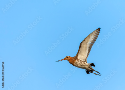 Black-tailed Godwit, Limosa limosa