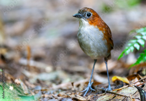 Bild auf Leinwand White-bellied Antpitta, Grallaria hypoleuca castanea