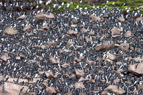 Large Gathering of Common Murres