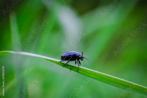 Shallow focus of Agelastica alni insect on a green stem with blue green background photo
