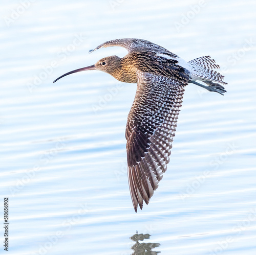 Obraz na płótnie Eurasian Curlew, Numenius arquata w salonie