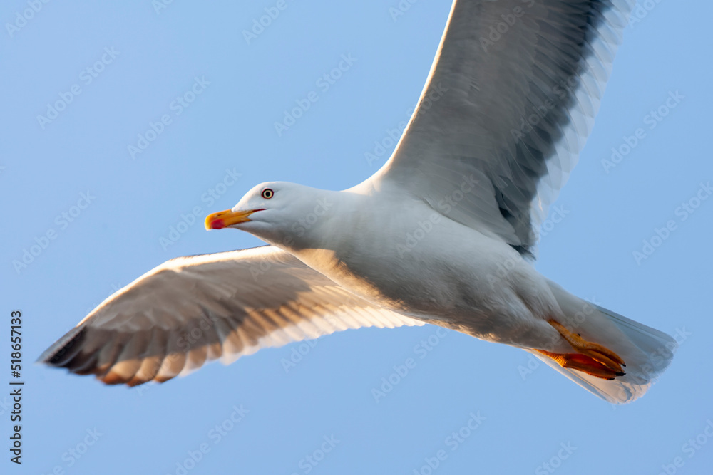 Fototapeta premium Lesser Black-backed Gull, Larus fuscus