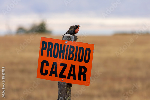 Long-tailed Meadowlark, Leistes loyca photo