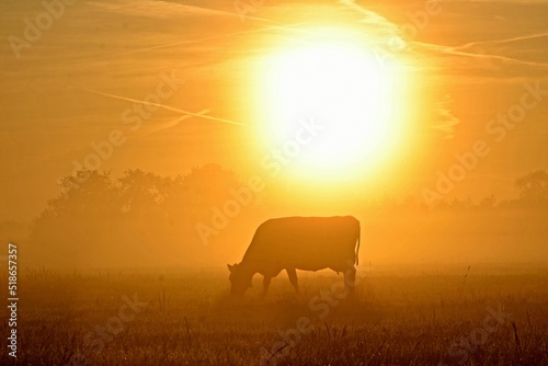 Cow in the morning sun