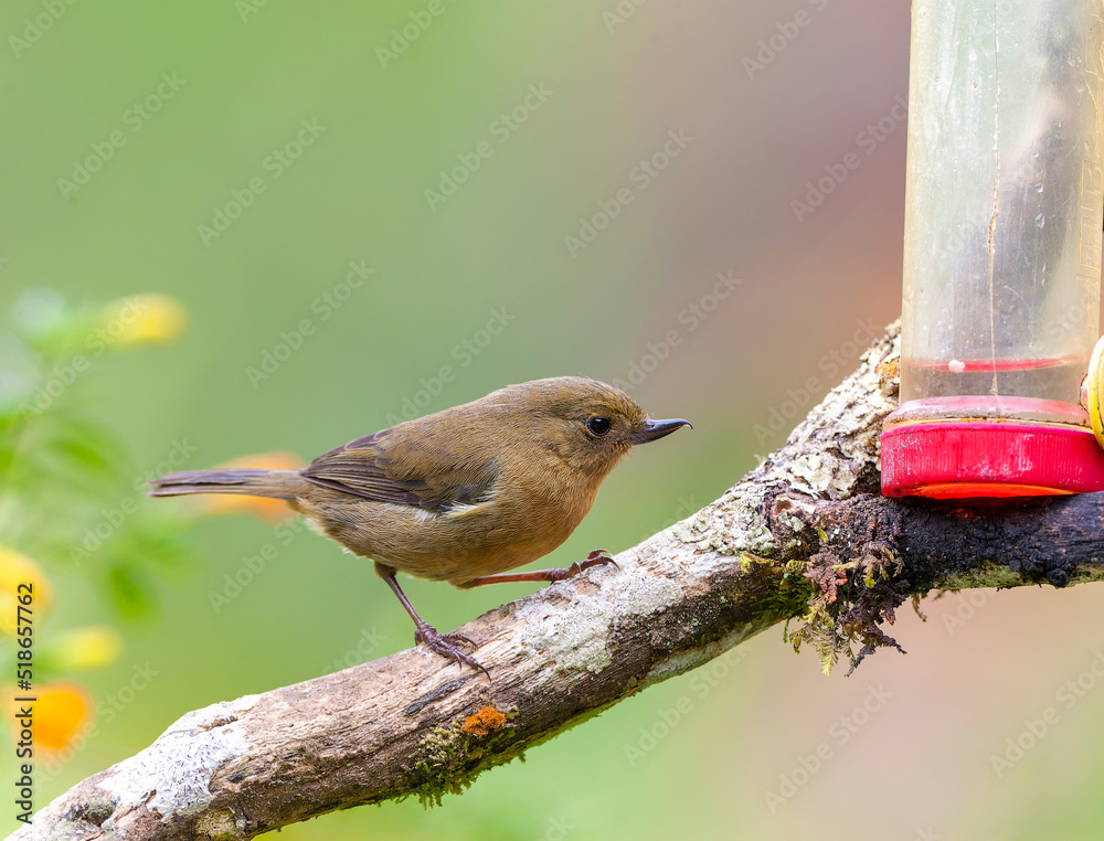 Fototapeta premium White-sided Flowerpiercer, Diglossa albilatera