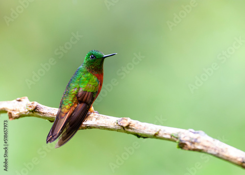 Chestnut-breasted coronet, Boissonneaua matthewsii photo
