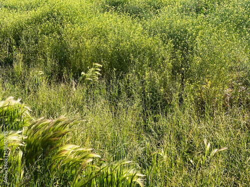 tall grass meadow grassland park backyard wild sunny summer yard overgrown field photo