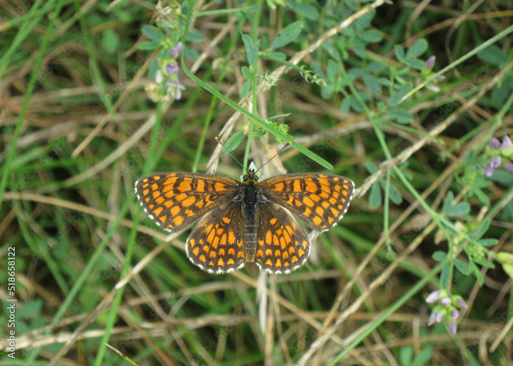 Heath Fritillary, Melitaea athalia Heath Fritillary, Melitaea athalia