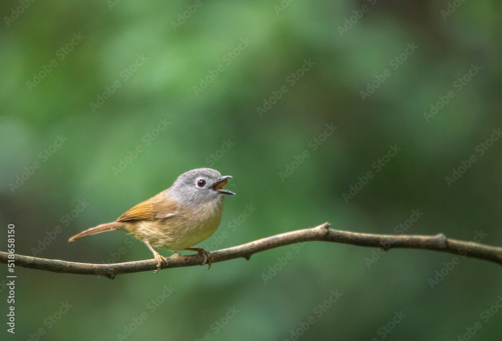 David's Fulvetta, Alcippe davidi schaefferi