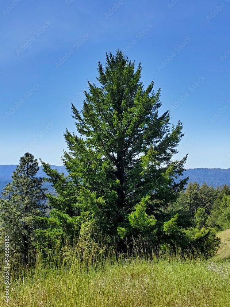 pine tree in the mountains