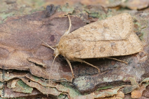 Closeup on an Uncertain owlet moth, Hoplodrina octogenaria sitting on wood photo