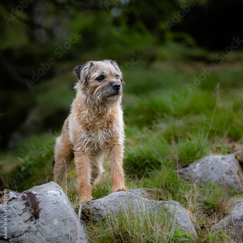 Obraz na plátně Beautiful shot of a border terrier