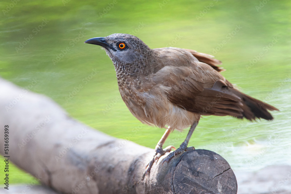 Fototapeta premium Brown Babbler, Turdoides plebejus