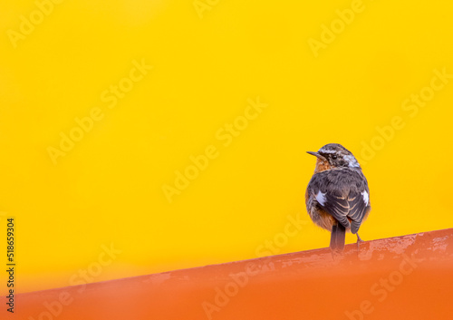 Moussier's Redstart, Phoenicurus moussieri photo